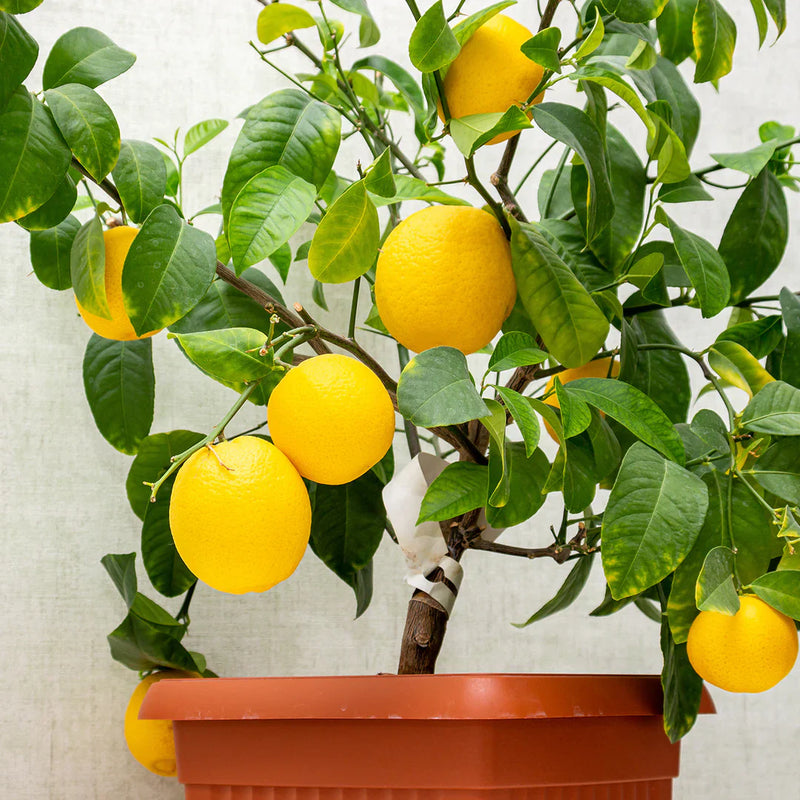 Semi di limone per una facile coltivazione