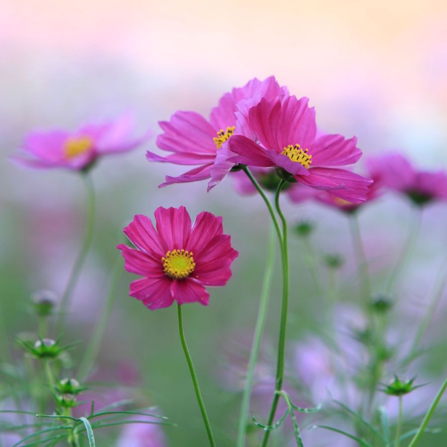 Cosmos Blumensamen zur Aussaat Halbschatten verträglich Traditionssorte & ohne Gentechnik Samen Hausgarten