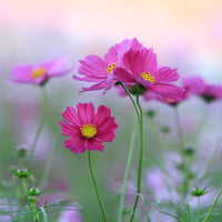 Cosmos Blumensamen zur Aussaat Halbschatten verträglich Traditionssorte & ohne Gentechnik Samen Hausgarten