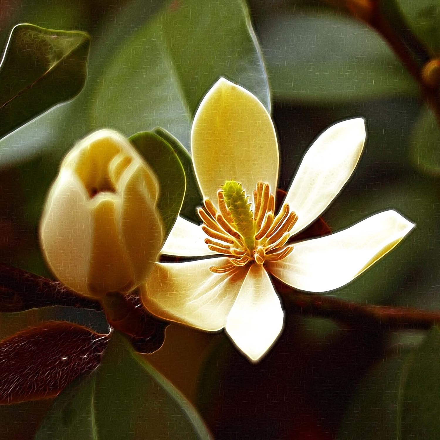 Michelia flowering samen for gardens