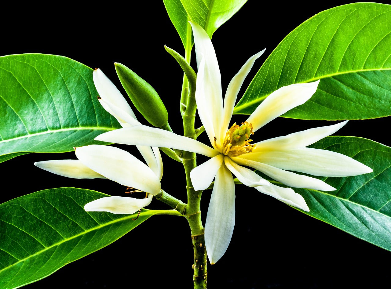 Michelia garten samen for outdoor anpflanzung