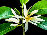 Michelia garten samen for outdoor anpflanzung