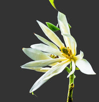 Michelia blume samen for anpflanzung