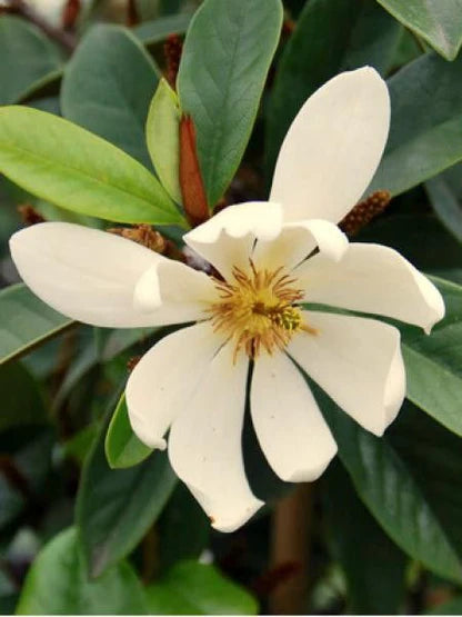 Creme Michelia Blumensamen zur Aussaat – Schnitt Blume beliebt – Traditionssorte & ohne Gentechnik Samen Hausgarten