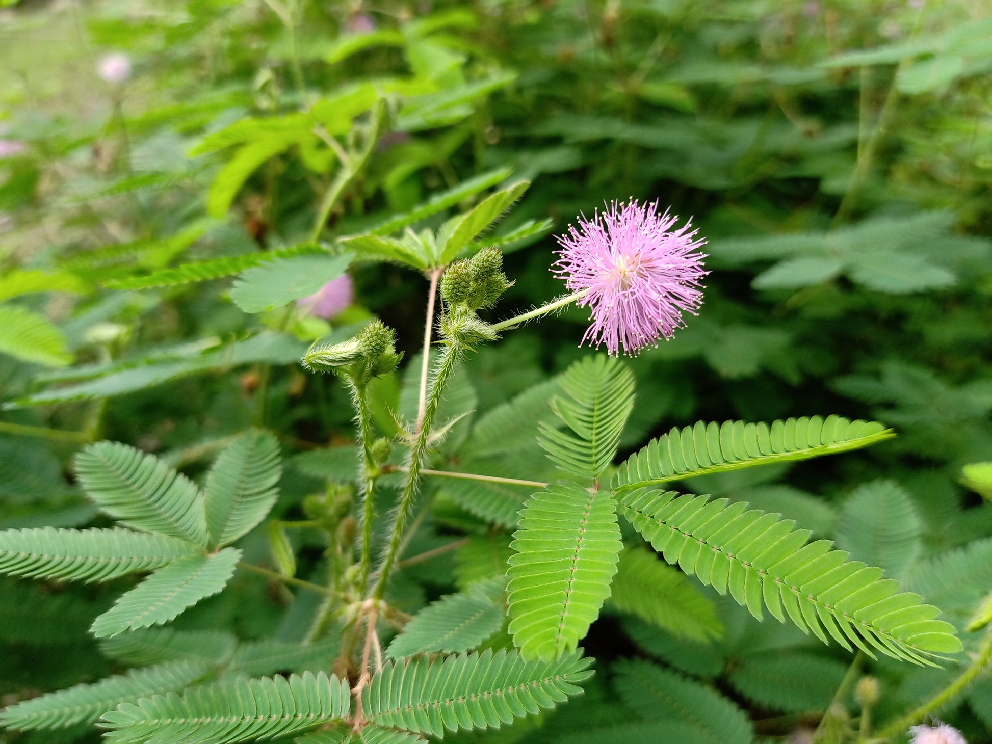 Planting Samen: Green Mimosa Pudica