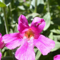 Lila Mimulus Lewisii Blumensamen zur Aussaat – Anzucht – Traditionssorte & ohne Gentechnik Samen Hausgarten