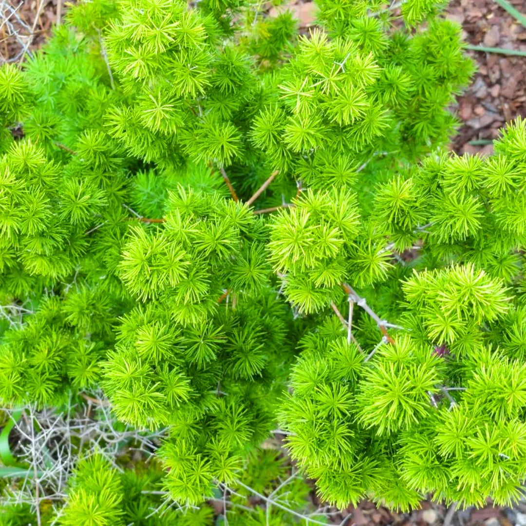 Myriocladus Blumensamen zur Aussaat Drought verträglich Traditionssorte & ohne Gentechnik Samen Hausgarten