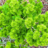 Myriocladus Blumensamen zur Aussaat Drought verträglich Traditionssorte & ohne Gentechnik Samen Hausgarten