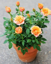 Orange Miniature Rose Blumensamen zur Aussaat sonnenliebend Traditionssorte & ohne Gentechnik Samen Hausgarten