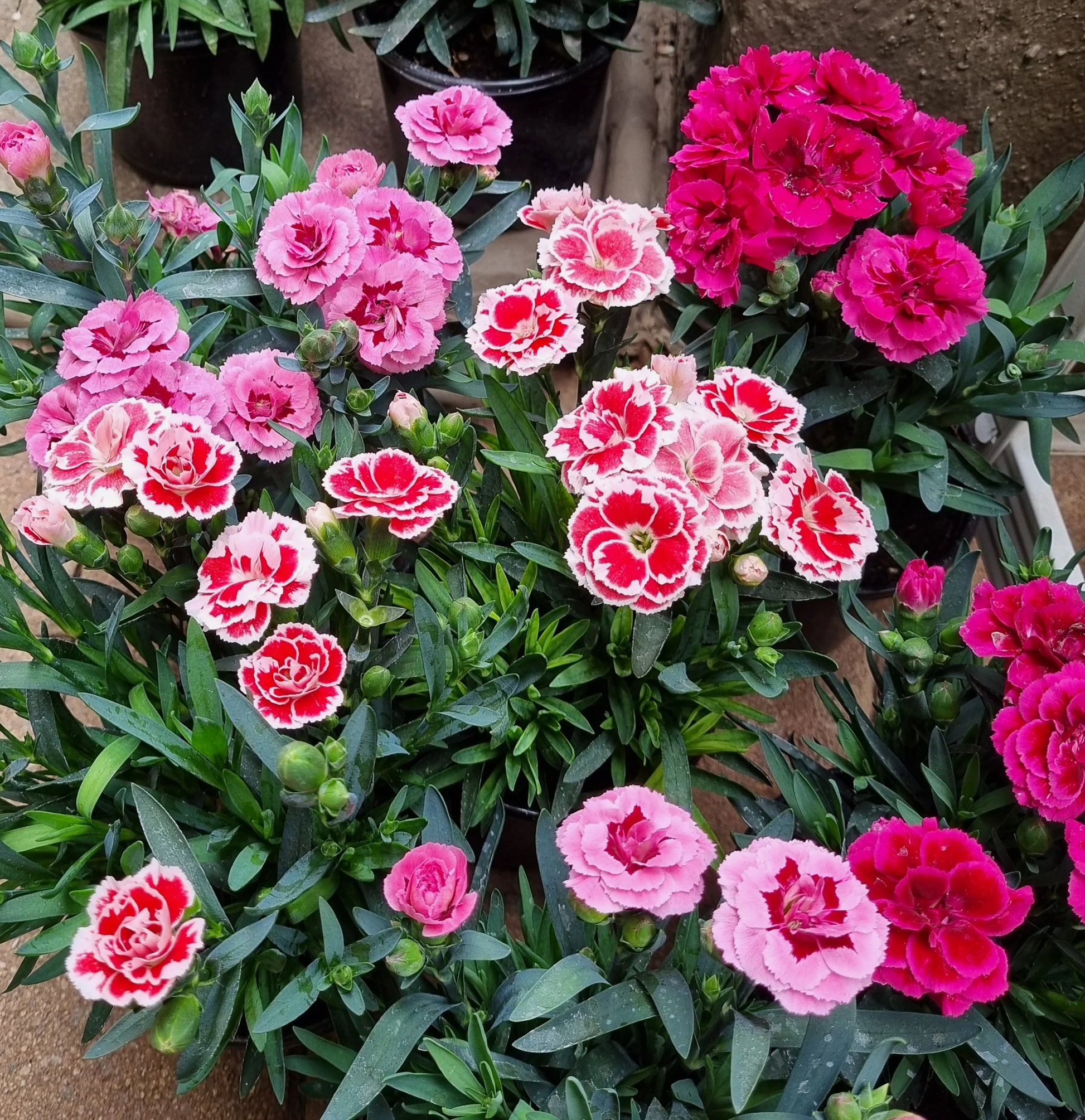 Nelke Blumensamen zur Aussaat saisonal Dauerblüher Traditionssorte & ohne Gentechnik Samen Hausgarten