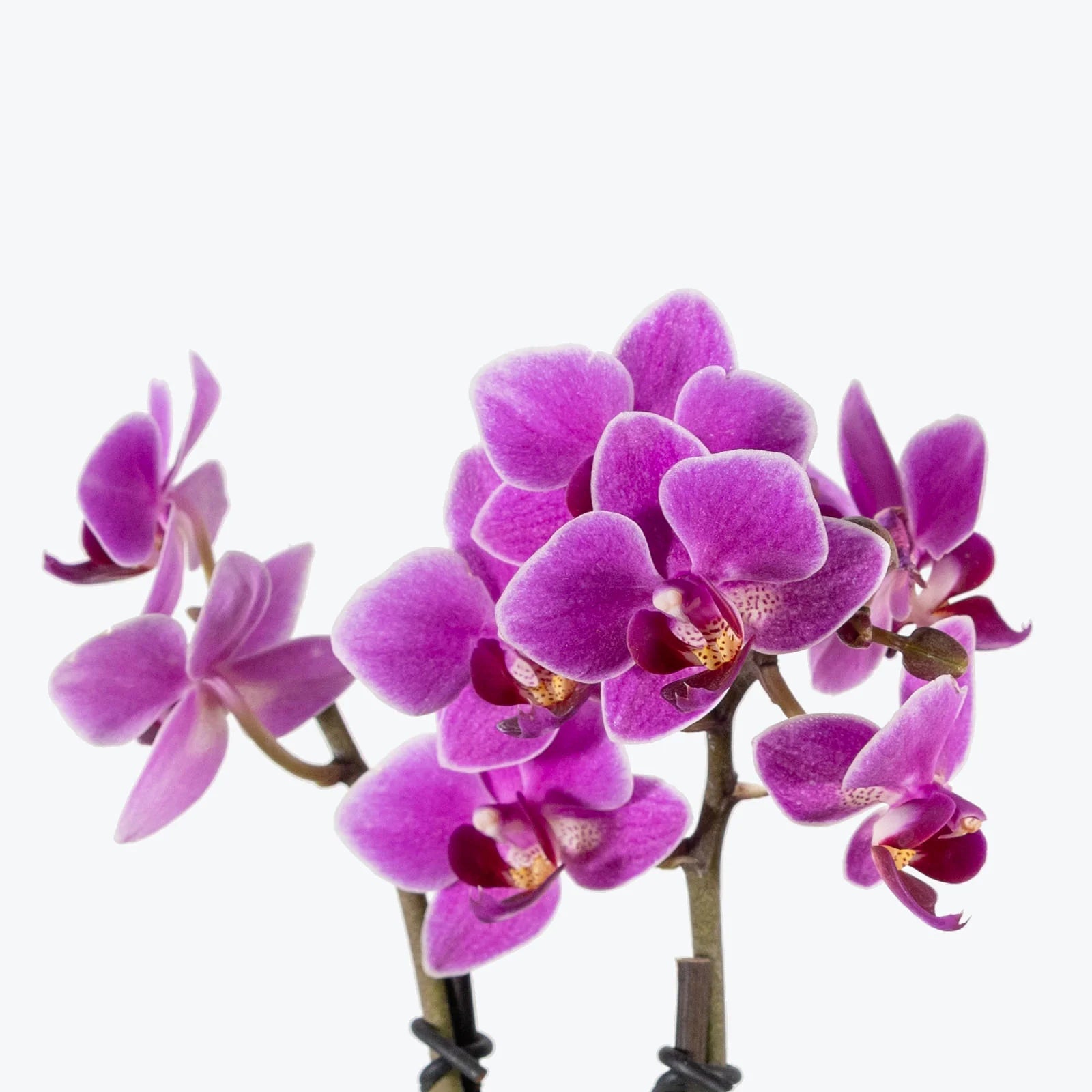 Violett Bell Orchidee Blumensamen zur Aussaat