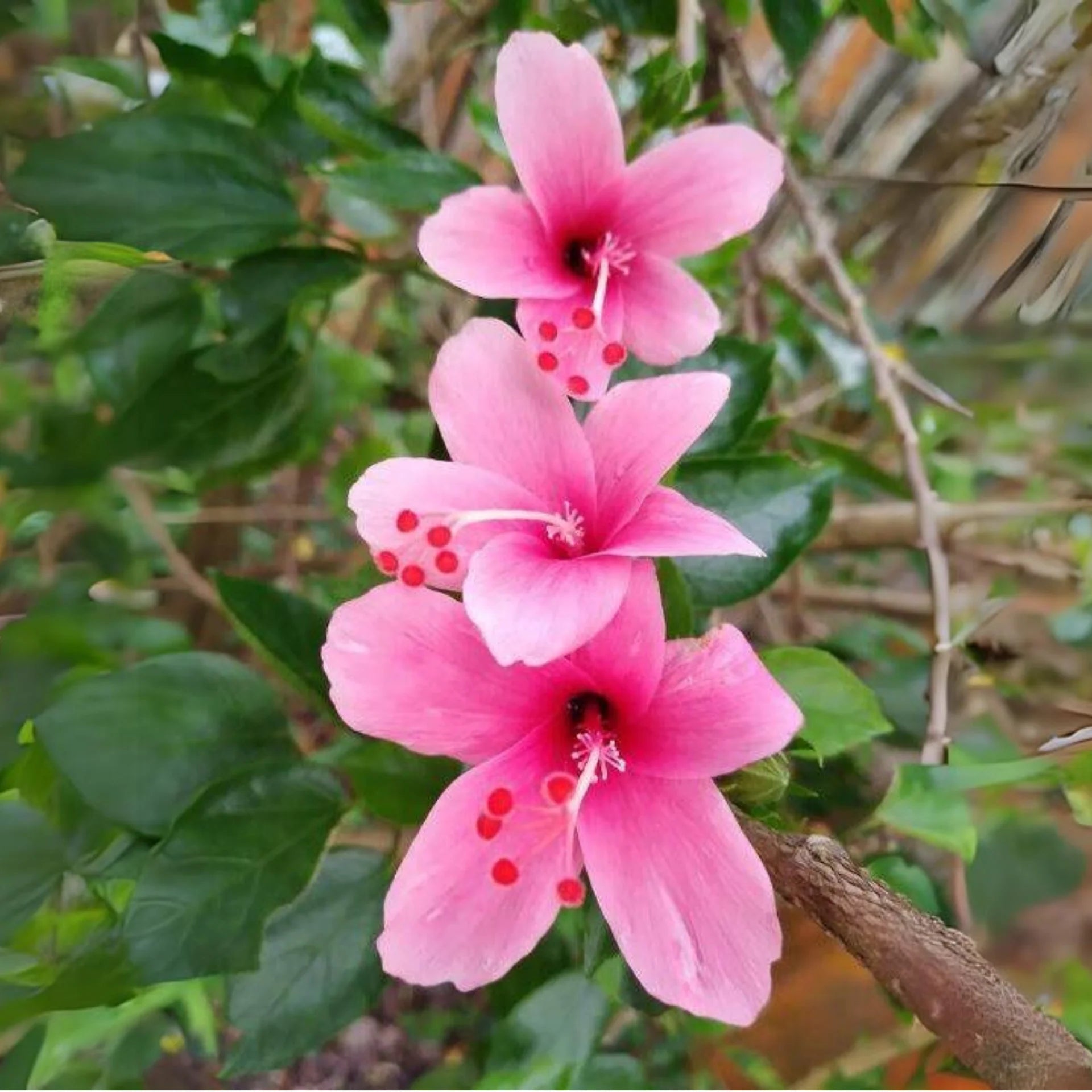 klein Rosa Hibiskus Blumensamen zur Aussaat Garten beliebt Traditionssorte & ohne Gentechnik Samen Hausgarten