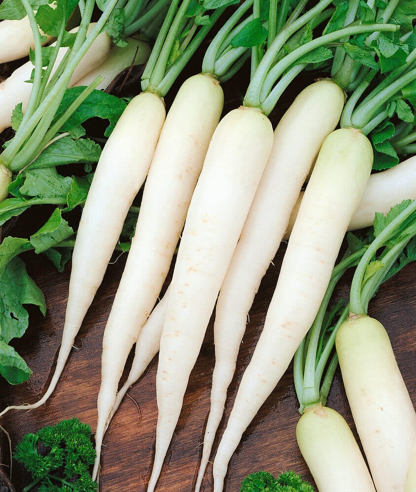 Weiß Radish Samen for Gemüse Planting