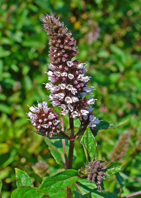 Mint Blumensamen zur Aussaat Halbschatten verträglich Traditionssorte & ohne Gentechnik Samen Hausgarten