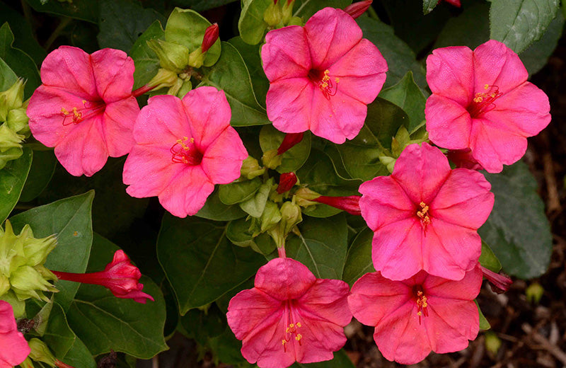 Mirabilis Jalapa Blumensamen zur Aussaat Halbschatten verträglich Traditionssorte & ohne Gentechnik Samen Hausgarten