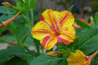 Mirabilis Jalapa Blumensamen zur Aussaat Halbschatten verträglich Traditionssorte & ohne Gentechnik Samen Hausgarten