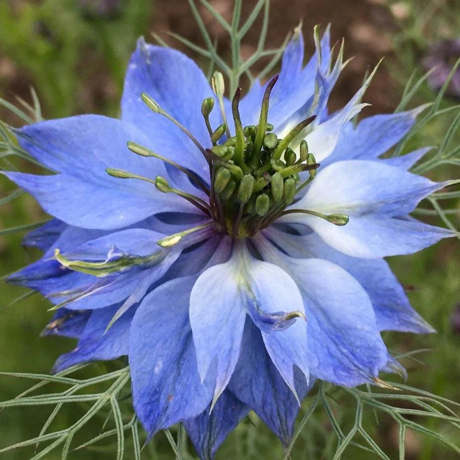 Gemischt Nigella Damascena Blumensamen zur Aussaat – farbenfroh Schau – Traditionssorte & ohne Gentechnik Samen Hausgarten