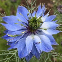 Gemischt Nigella Damascena Blumensamen zur Aussaat – farbenfroh Schau – Traditionssorte & ohne Gentechnik Samen Hausgarten