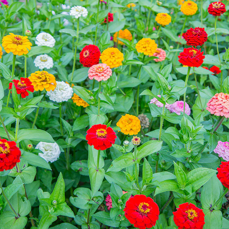 Non-gmo mix oklahoma blume samen