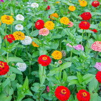 Non-gmo mix oklahoma blume samen