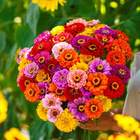 Ornamental oklahoma mixed flowering pflanzen