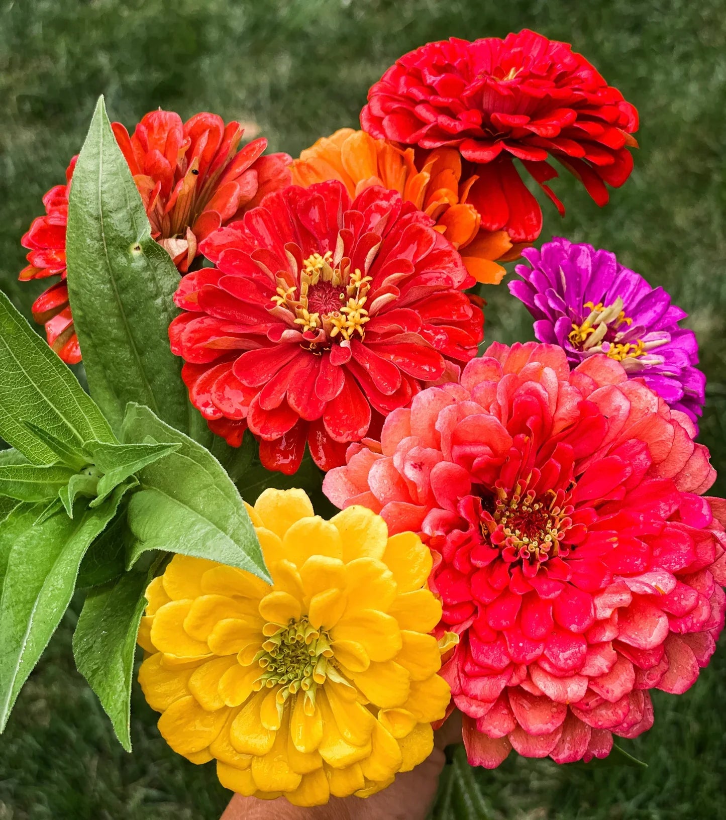 Potted oklahoma blume mix blooms
