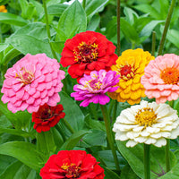 Mixed oklahoma blume samen for anpflanzung