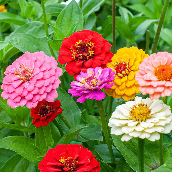 Mixed oklahoma blume samen for anpflanzung