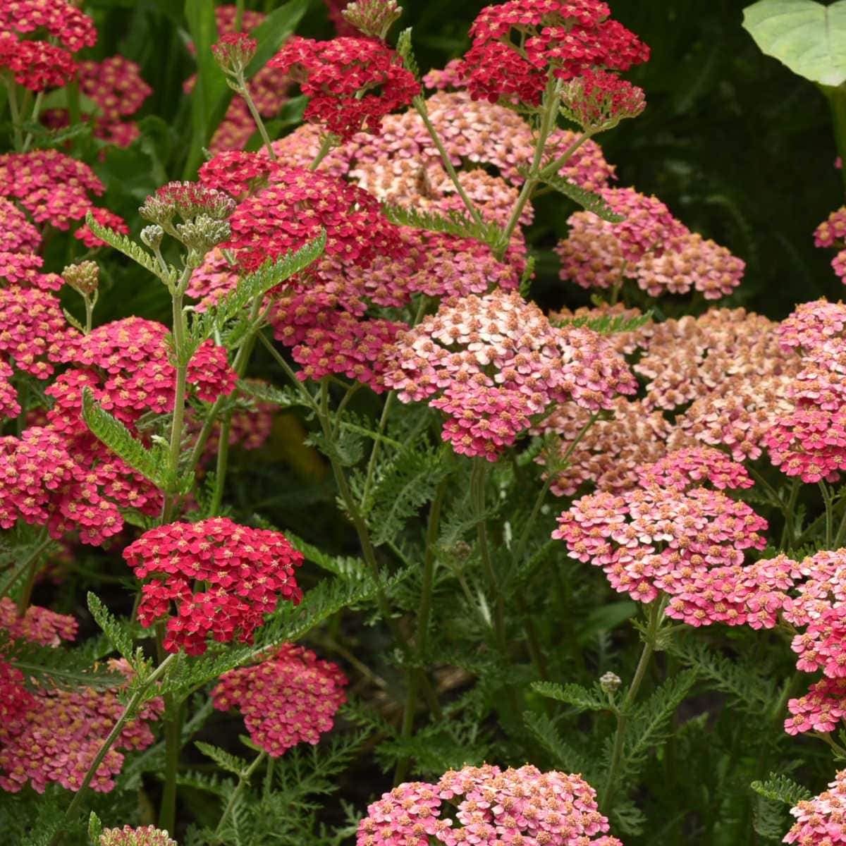 Ornamental mixed achillea flowering pflanze