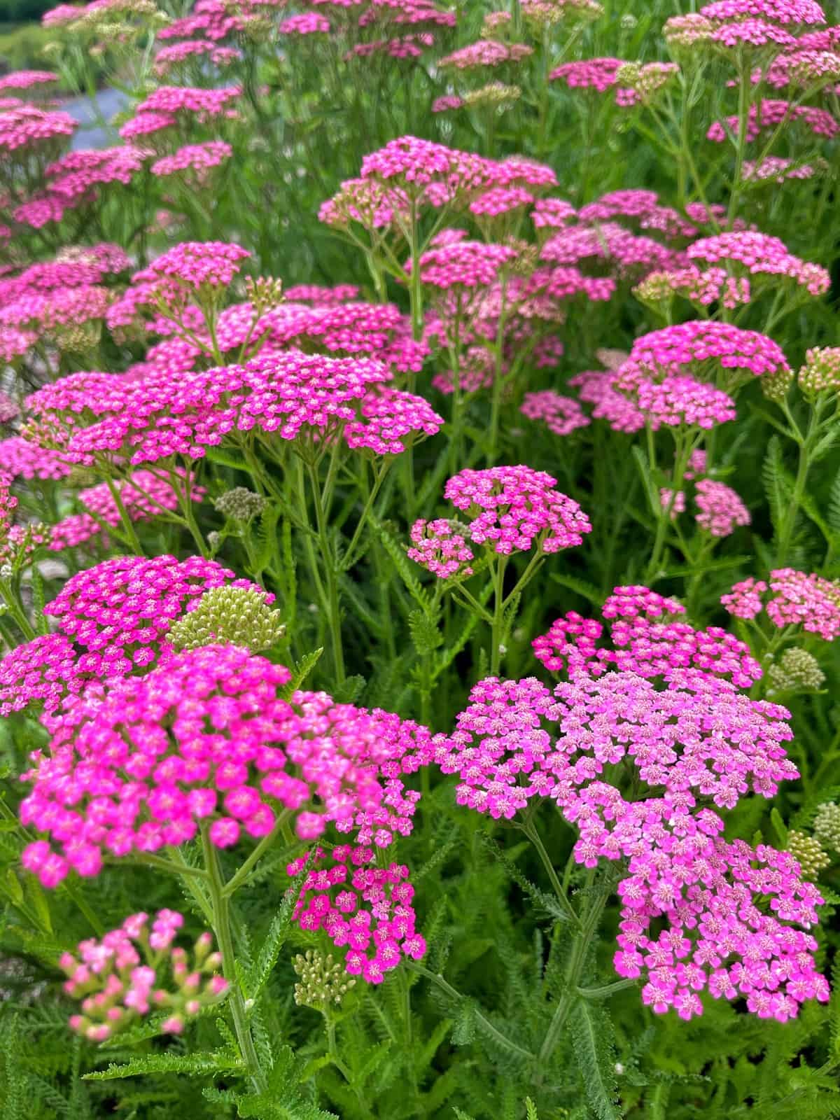 Mixed achillea in pollinator garten