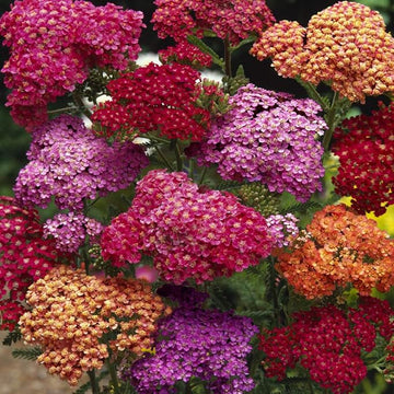 Mixed achillea blume anpflanzung samen