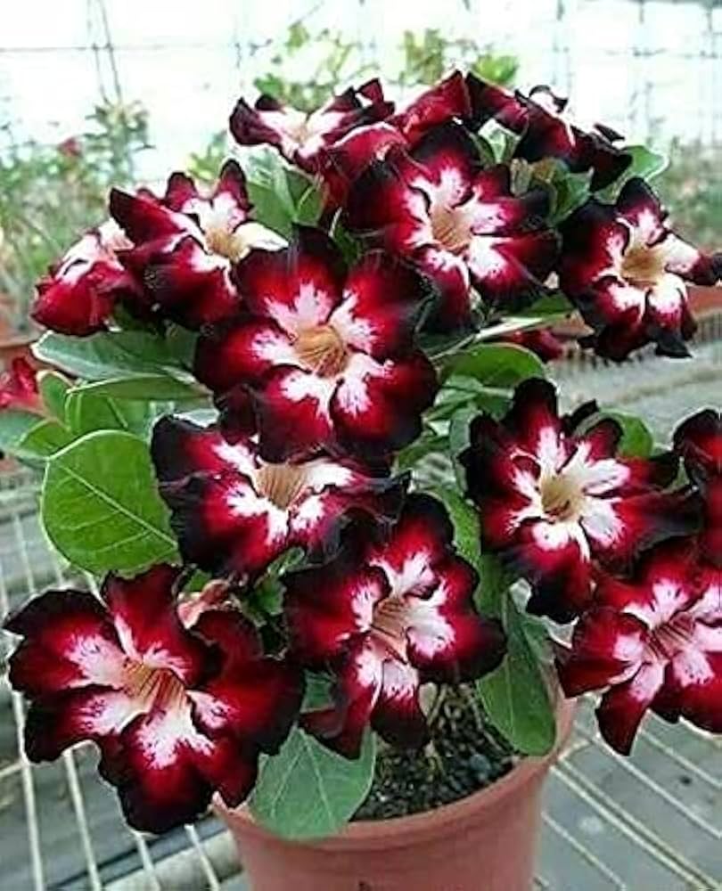 Non gmo mixed adenium obesum samen