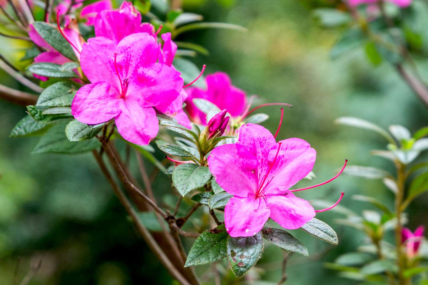 High germination mixed azalea samen