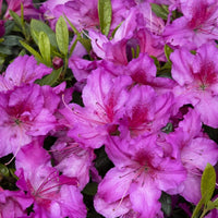 Non gmo mixed azalea blume samen