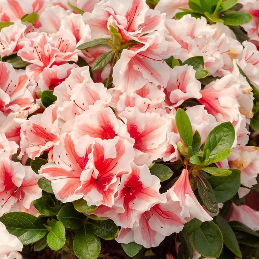 Ornamental mixed azalea shrub for landscapes