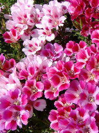 Mixed azalea spring flowering display