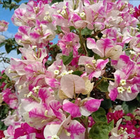 High germination mixed bougainvillea samen