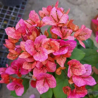 Non gmo mixed bougainvillea blume samen