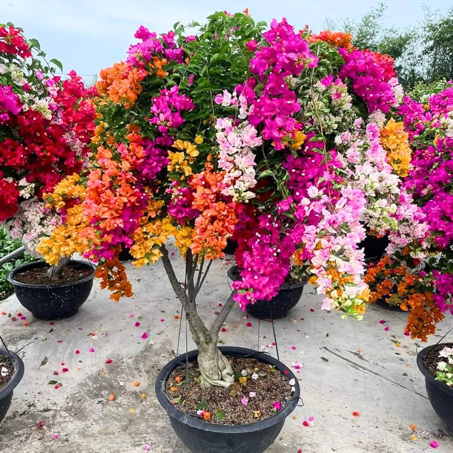 Ornamental mixed bougainvillea climbing vine