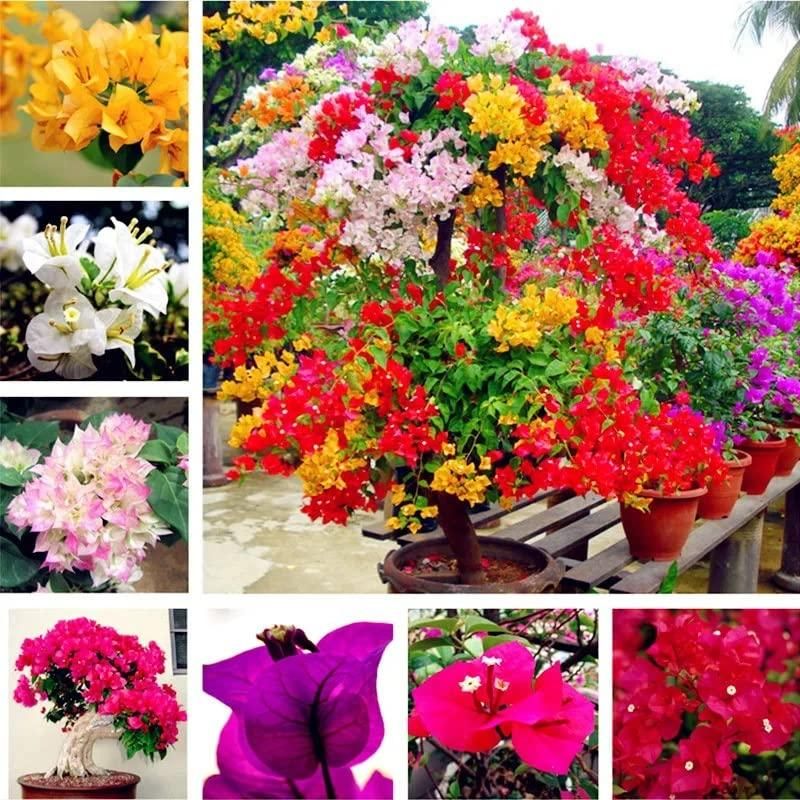 Mixed bougainvillea blume anpflanzung samen