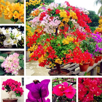 Mixed bougainvillea blume anpflanzung samen