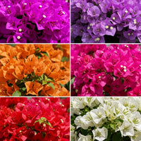 Mixed bougainvillea on garten wall