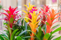 Non gmo mixed bromeliad samen