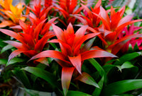 Ornamental mixed bromeliad tropical pflanze