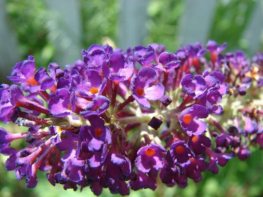 Mixed buddleia in pollinator garten