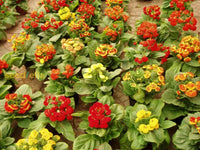 Ornamental mixed calceolaria pflanze for gardens