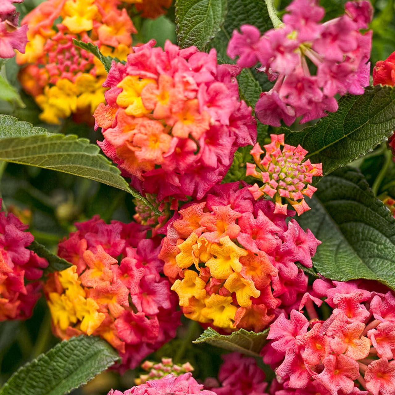 Non-gmo mixed color lantana samen