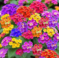 Ornamental lantana pflanze with mixed blooms