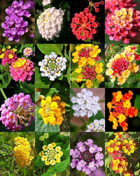 Mixed-color lantana blume samen for anpflanzung