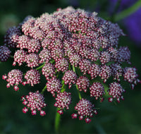 Mixed dara anne’s lace in cottage garten